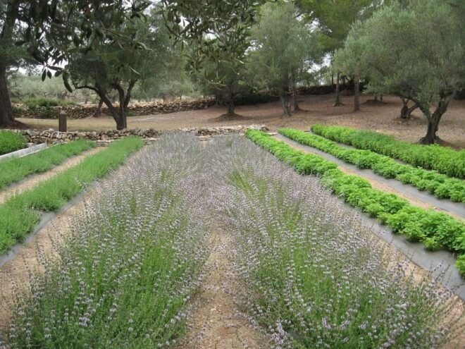 Ecoherbes - Guided Visit to the Botanical Garden - Booking and Cancellation Policy