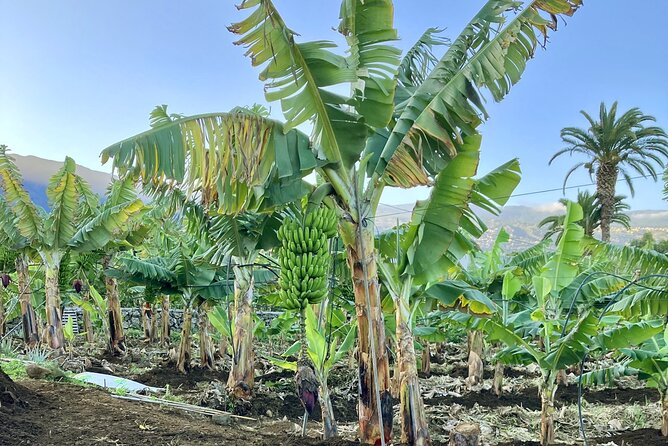 Ecological Banana Plantation Tour - Pricing and Booking