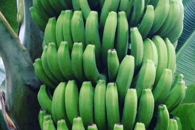 Ecological Banana Plantation Tour - Banana Cultivation and Sustainable Living
