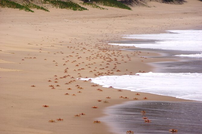 Economic 1Day Maputo Special Reserve Safari(Maputo National Park) - Price and Booking