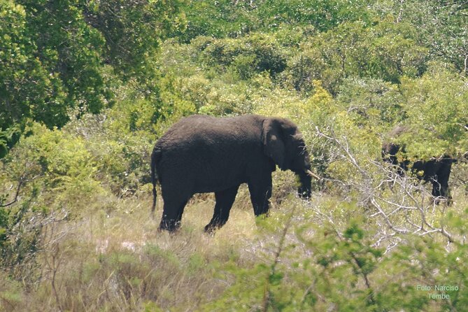 Economic 1Day Maputo Special Reserve Safari(Maputo National Park) - Customer Reviews
