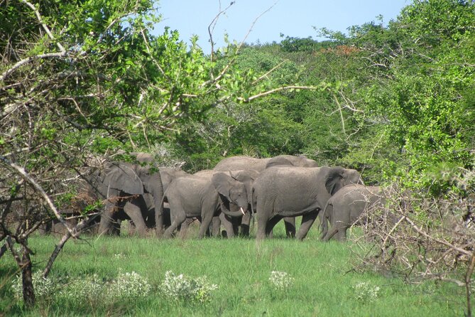 Economic 1Day Maputo Special Reserve Safari(Maputo National Park) - Meeting Point