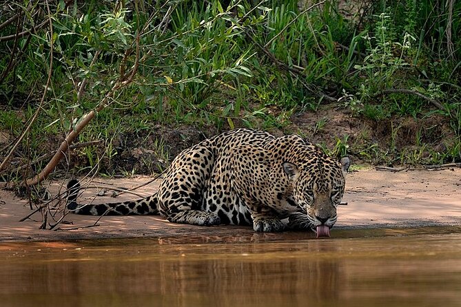 Economic Manu Jungle Tour (4 Days) - The Sum Up