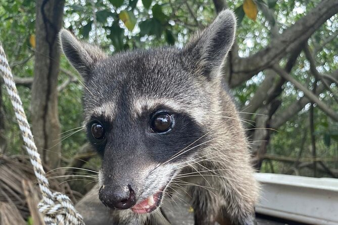 Ecotour and Fishing in Natural Mangroves of Cartagena - Frequently Asked Questions