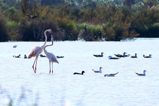 Ecotourism in Lagoa Dos Salgados, Birdwatching, Walking, Workshop and Lunch - Good To Know