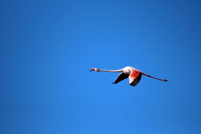 Ecotourism in Lagoa Dos Salgados, Birdwatching, Walking, Workshop and Lunch - Inclusions in the Tour Package