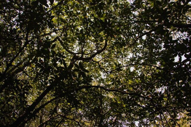 Ecotourism: Mangrove Reforestation & Tour - Experience Highlights