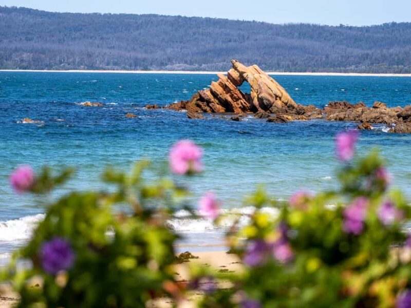 Eden: 2-Hour Highlights Tour, Nature, Beaches and Lookouts - What We Love About This Tour