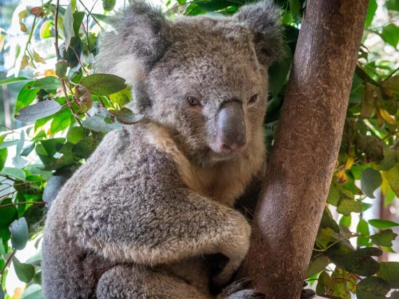 Eden: Panboola Wetlands and Potoroo Palace Tour with Lunch - Final Thoughts