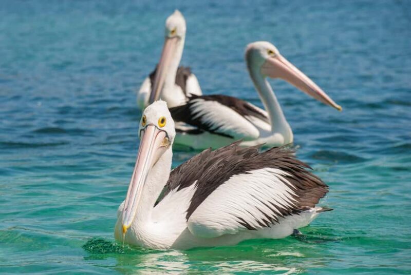 Eden: Sapphire Coast 4 Hour Shore Excursion - Eden: Sapphire Coast 4 Hour Shore Excursion Review