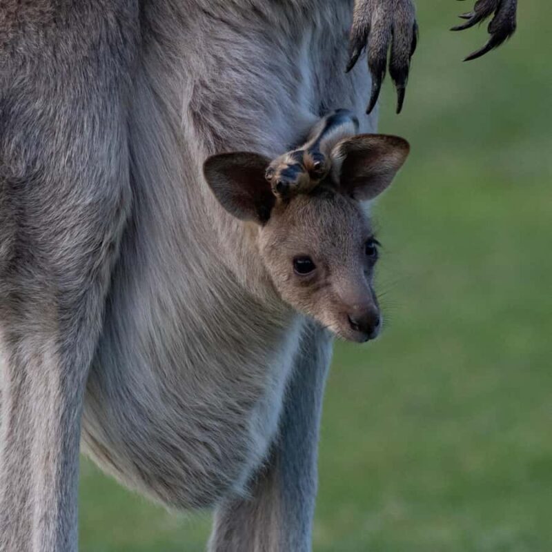 Eden: Sapphire Coast 4 Hour Shore Excursion - Final Thoughts