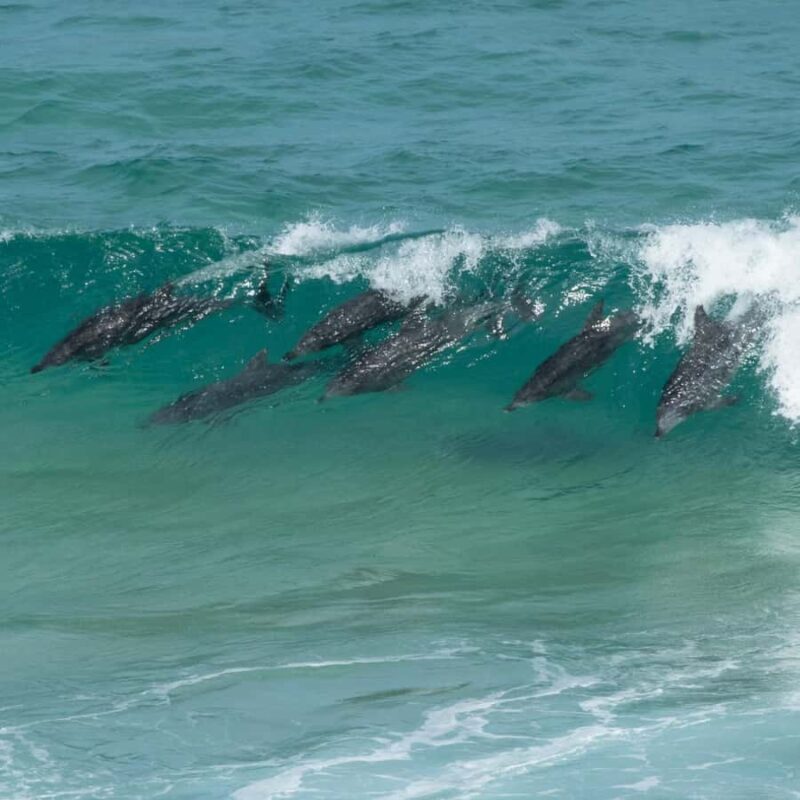 Eden: Sapphire Coast 4 Hour Shore Excursion - FAQ