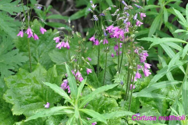 EDIBLE SPONTANEOUS PLANTS - Good To Know
