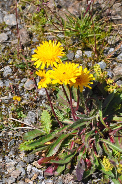 EDIBLE SPONTANEOUS PLANTS - Avoiding Poisonous Lookalikes