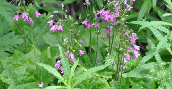 EDIBLE SPONTANEOUS PLANTS - Weather Contingencies