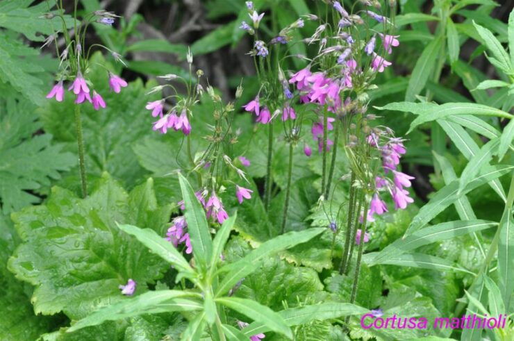 EDIBLE SPONTANEOUS PLANTS - Identifying Safe Edible Plants