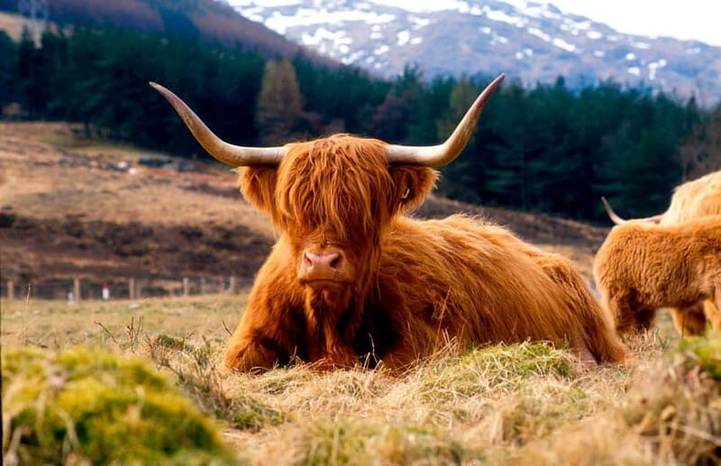 Edinburgh: Balmoral Castle and Scone Palace Royal Tour - Who This Tour Is Perfect For