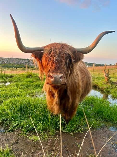 Edinburgh: Highland Cow, Blackness Castle, and Cake Tour - Real Voices: Authentic Experiences from Reviewers