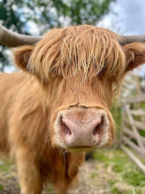 Edinburgh: Highland Cow, Blackness Castle, and Cake Tour - The Sum Up