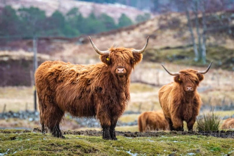 Edinburgh: Highland Lochs, Glens & Hairy Coo's (Small Group) - What Past Travelers Say