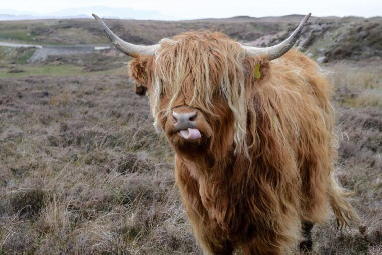 Edinburgh: Hill & Nature Hike With a Local - Practical Details & What to Expect