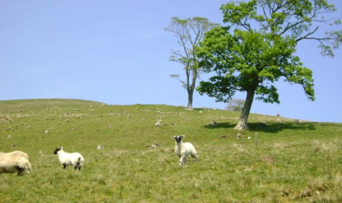 Edinburgh: Hill & Nature Hike With a Local - FAQ
