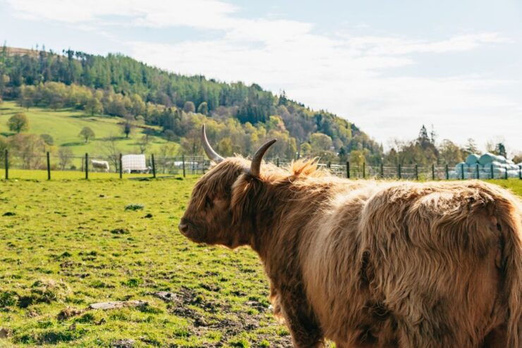 Edinburgh: Loch Ness & Scottish Highlands Tour With Lunch - Activity Details