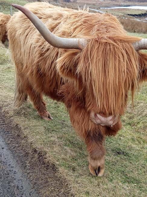 Edinburgh: Stirling, Highlands, Loch Ness, Mull 5-Day Tour - Transportation and Group Dynamics