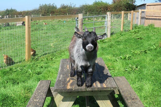 Educational Farm Adventure Tour on Bainbridge Island - Practical Details and What to Expect
