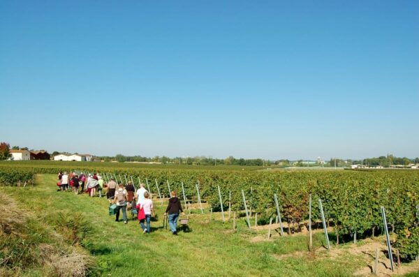 Educational Hiking in Bordeaux Vineyard - Vineyard Insights