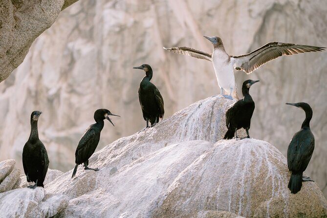 Educational Sunrise Whale Watching with Photos Included - FAQ