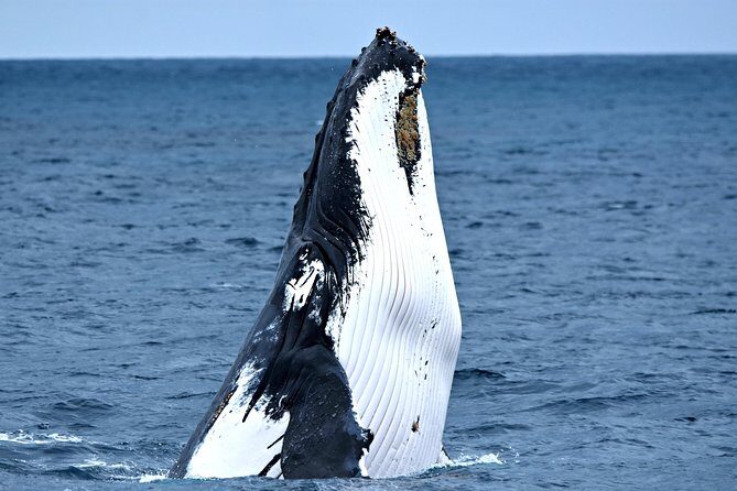 Educational Whale Watching Tour from Perth - Good To Know