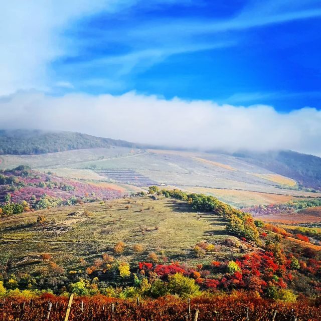 Eger, home to Bull's Bood, a private tour with winetaste - Authentic Insights from Reviews