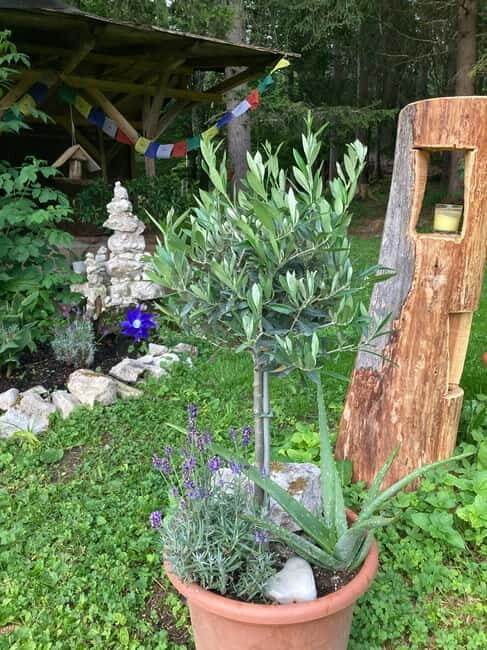 Ehrwald: Time to Relax-Outdoor Yoga in Mountain Scenery - Practical Details and Considerations