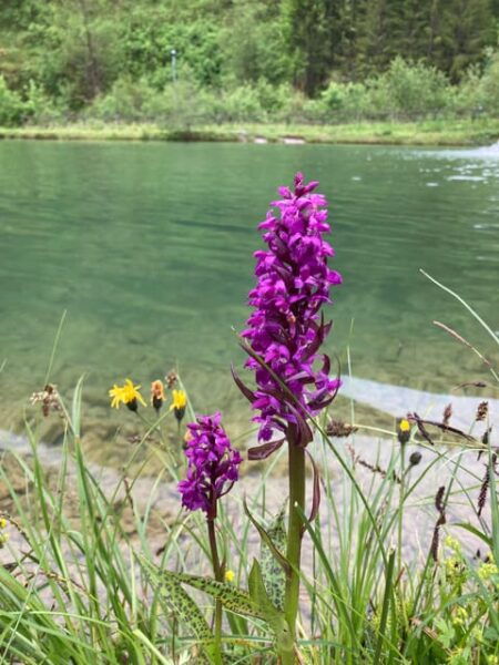 Ehrwald: Trail Running Tour - Getting to the Starting Point