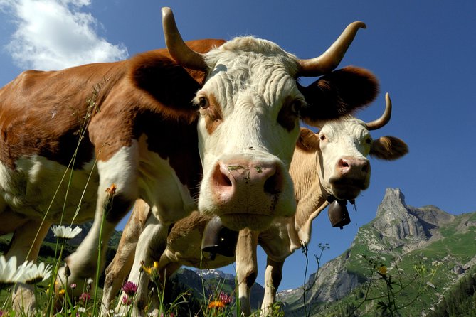 Eiger and Jungfrau Panorama Day Trip From Lucerne - Common Questions
