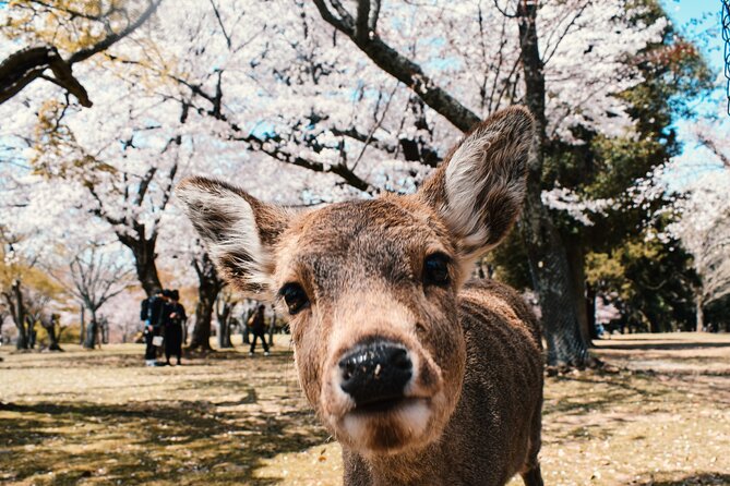 Eigo Tour - Walk in Nara City - Minimum Number of Travelers Required