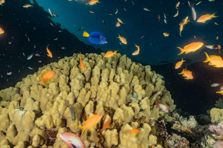 Eilat: 2-Hour Glass-Bottom Boat Tour - Activity Details