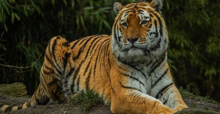 Eindhoven: Dierenrijk Zoo Entry Ticket - Ticket Details and Cancellation Policy