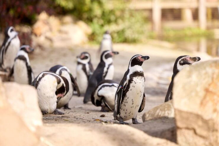 Eindhoven: Dierenrijk Zoo Entry Ticket - Zoo Experience and Animal Highlights