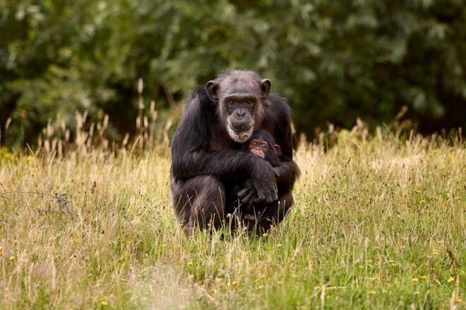 Eindhoven: Dierenrijk Zoo Entry Ticket - Reservation and Payment Options