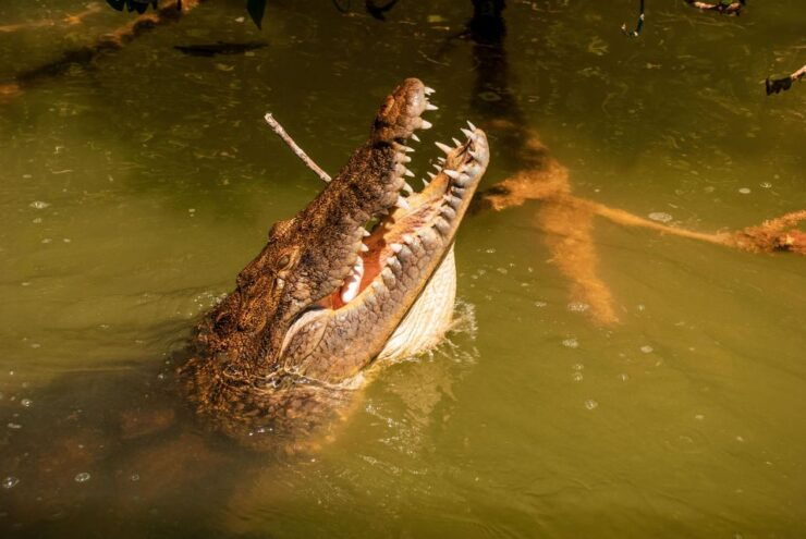 Ek Balam, Rio Lagartos, and Las Coloradas Private Tour - Tour Highlights