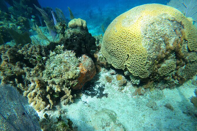 El Cielo and Snorkeling for Cruise Ship Passengers - Good To Know
