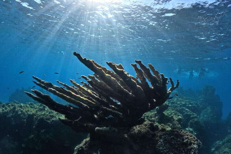 El Cielo Cozumel private snorkel tour - What Makes This Tour Stand Out