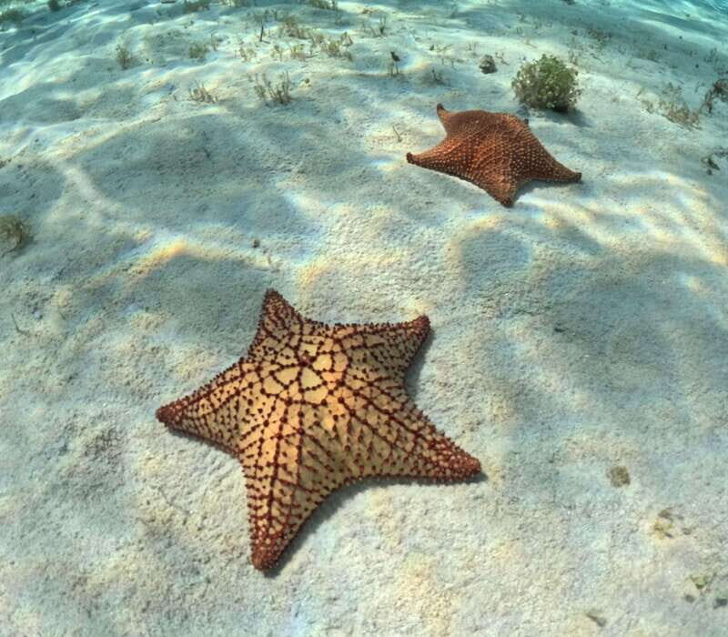 El Cielo Cozumel private snorkel tour - Who Should Consider This Tour?