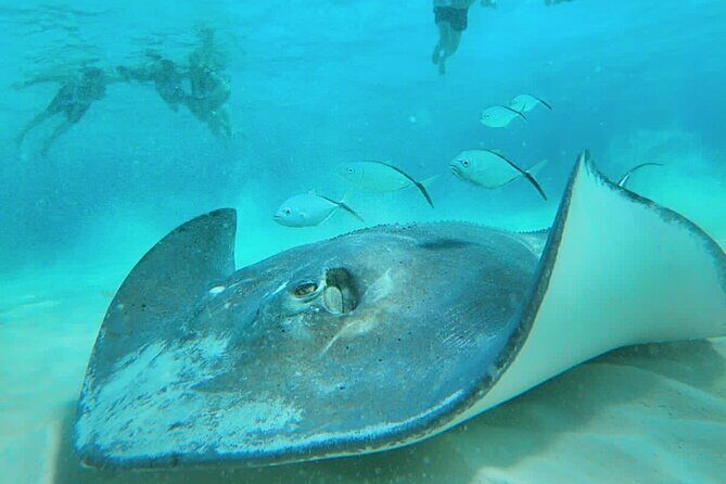 El Cielo Cozumel Snorkel Private Boat + Food + Drinks + Beach - Frequently Asked Questions