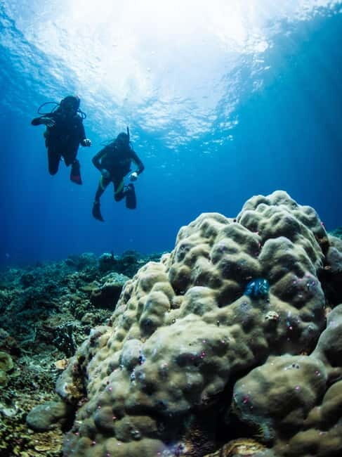 El Nido: Deep Blue Dive Seafari Experience - Frequently Asked Questions