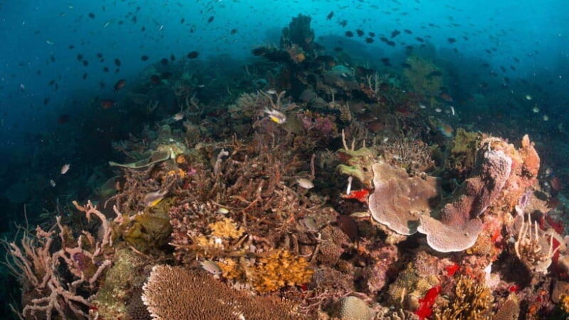 El Nido: Discover Scuba Diving with Manta Rays in Sibaltan - Practical Considerations