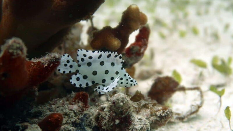 El Nido: Discover Scuba Diving with Manta Rays in Sibaltan - Authentic Experiences from Past Travelers