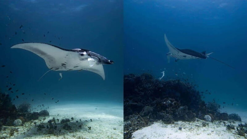 El Nido: Discover Scuba Diving with Manta Rays in Sibaltan - Good To Know